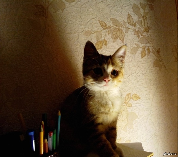 ��� ����