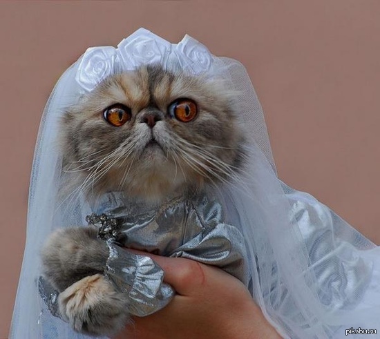 Кошки выходят замуж. Кошка в фате. Кошка невеста. Коты в свадебных нарядах. Кошка в свадебном платье.