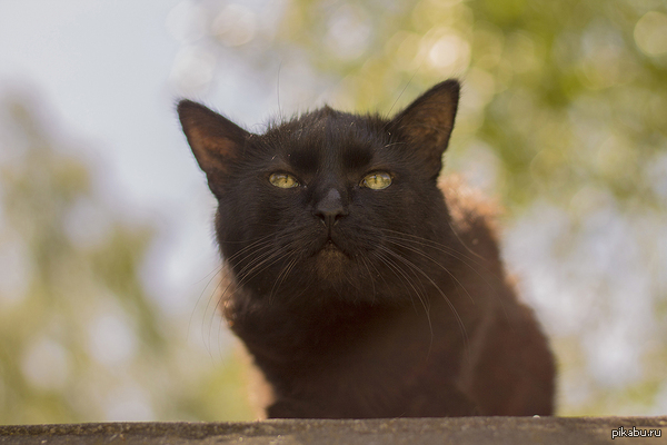 Мудрость тысячелетий