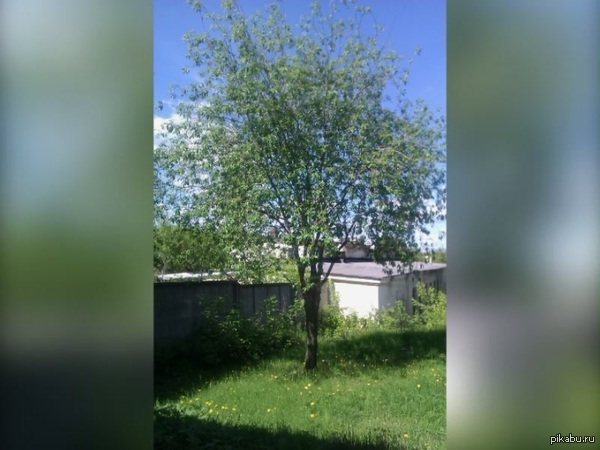 ������� ����