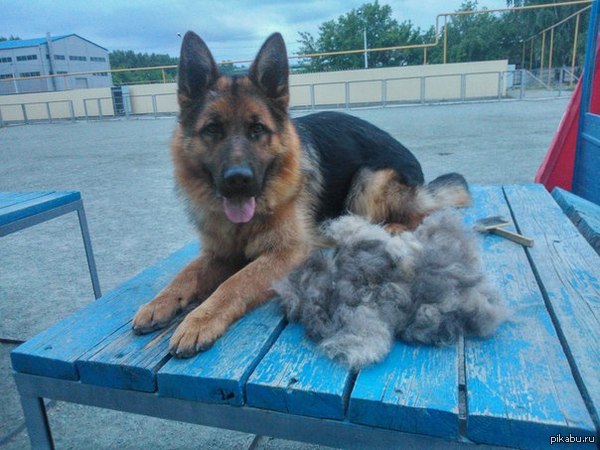 За раз вычесал такой комок шерсти))