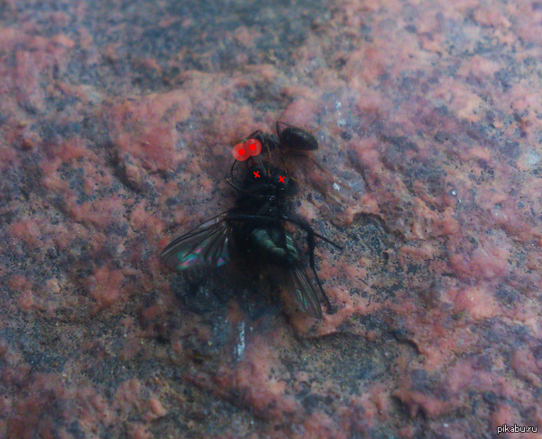 ��� ������� � �������� ���� ����