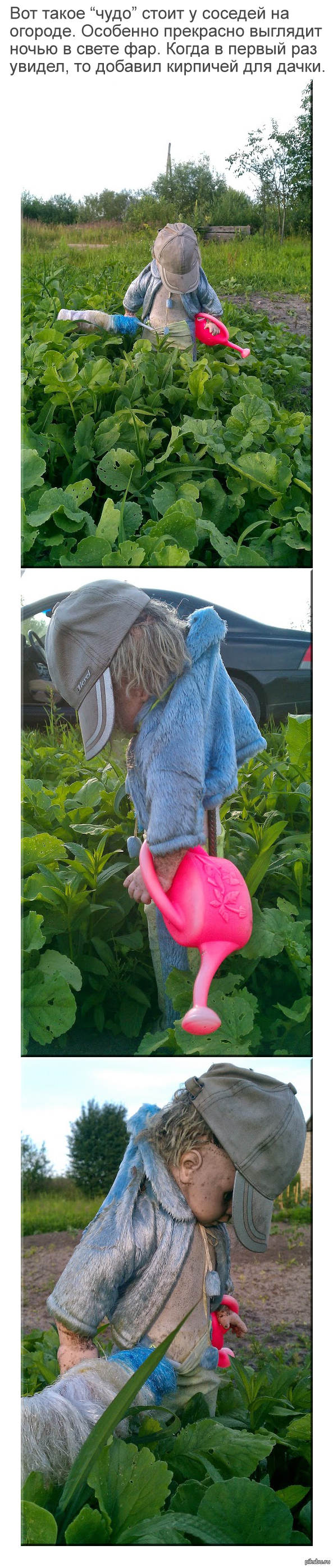 "Children of the cabbage"