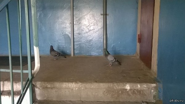 Иду я домой, а тут они..