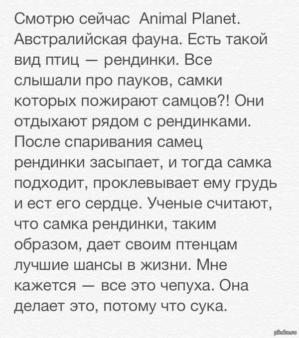 Птицы тоже суки