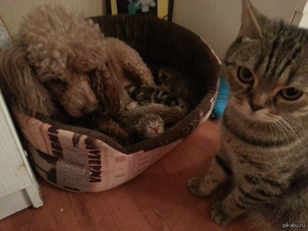 Собака уверена, что все так и должно быть