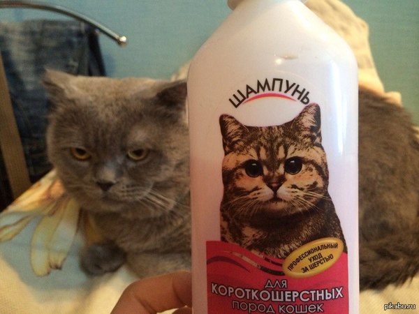 ������� ����� ���� ���� ����-��������...��� � ������ � ��� ������?