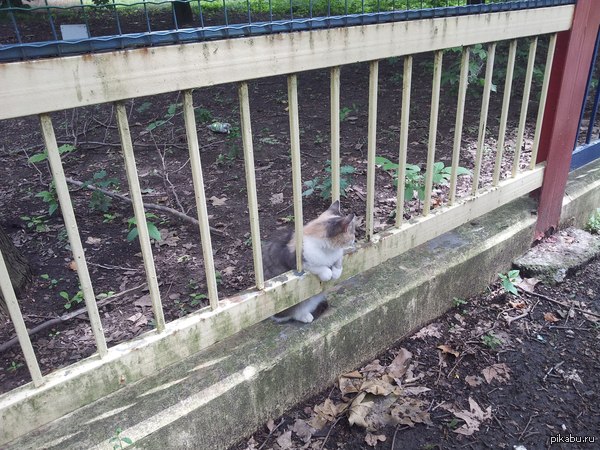 к чёрту всё, пусть будут котики