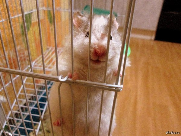 ������ ���� ����� �����)