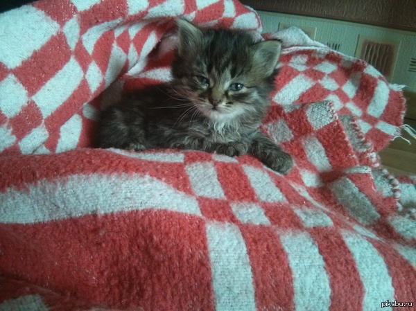 ����� ������, �. ����.