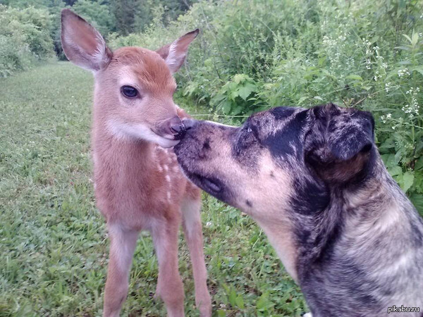 ������ ��� ����� �������� �����