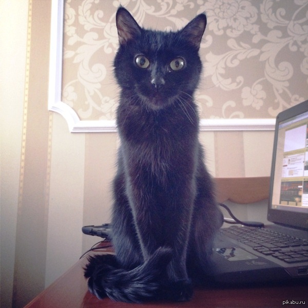 Моя котейка | Пикабу