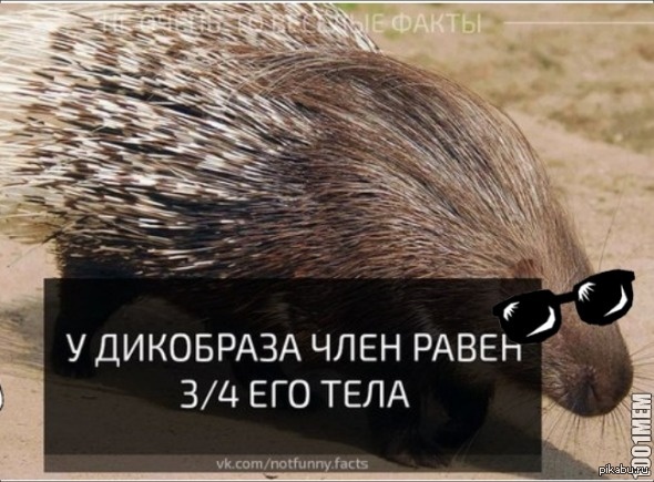 Дикобраз Смешной