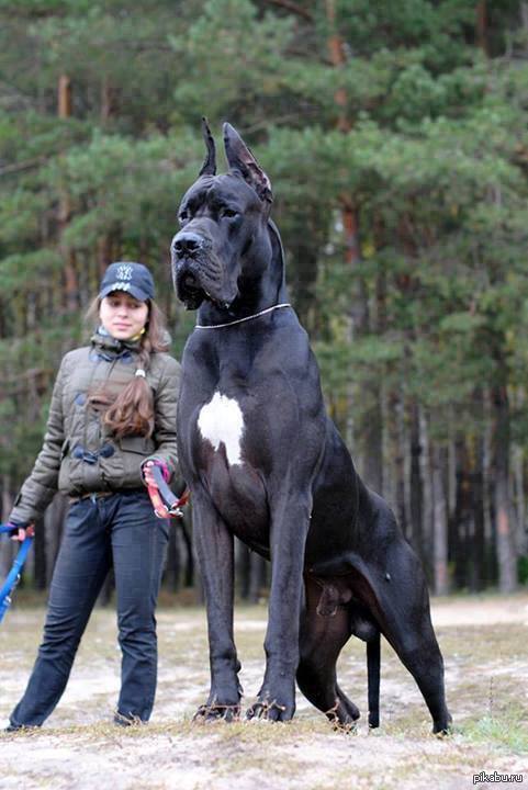 Большая фото