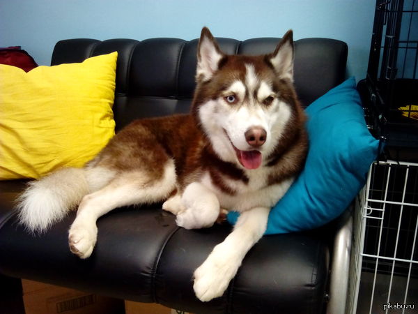 Ещё один пушистый посетитель :-)