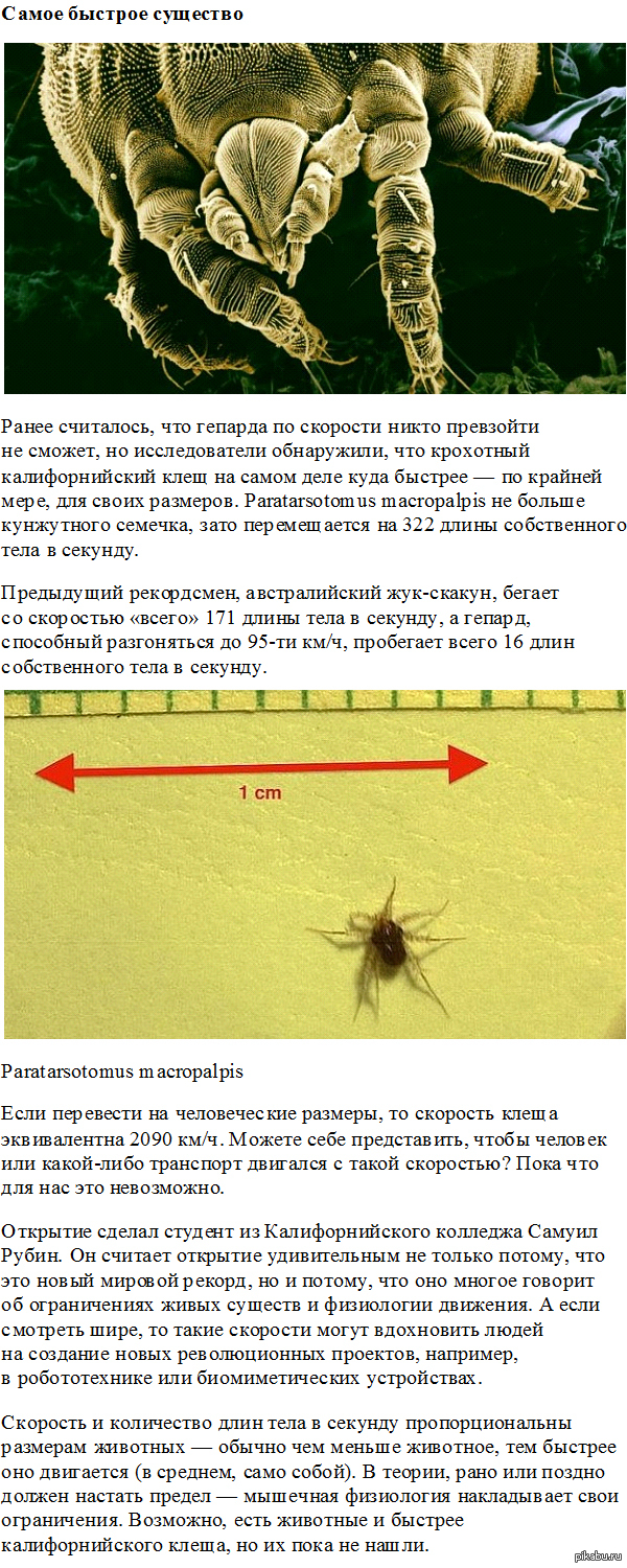 Анальный клещ: истории из жизни, советы, новости, юмор и картинки — Лучшее,  страница 120 | Пикабу