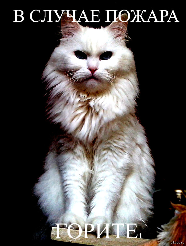 Белый и пушистый :3