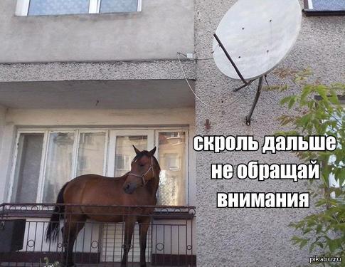 мне кажется что кони на балконе. 1402780013 1426276430. мне кажется что кони на балконе фото. мне кажется что кони на балконе-1402780013 1426276430. картинка мне кажется что кони на балконе. картинка 1402780013 1426276430. Припев: Am F C И ни легко, ни страшно, ни смешно Am F G Ни просто так, ни весело, ни грустно C G F Я просто шел и видимо прошел C G F G Минуя все, мне стало просто пусто