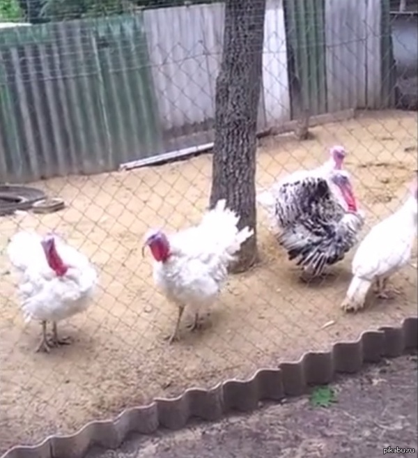  !  https://www.youtube.com/watch?v=aVC1UBcSyZ4         .     !
