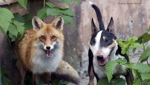 �������-�������: �������� ���� � ���������� (�� ��)