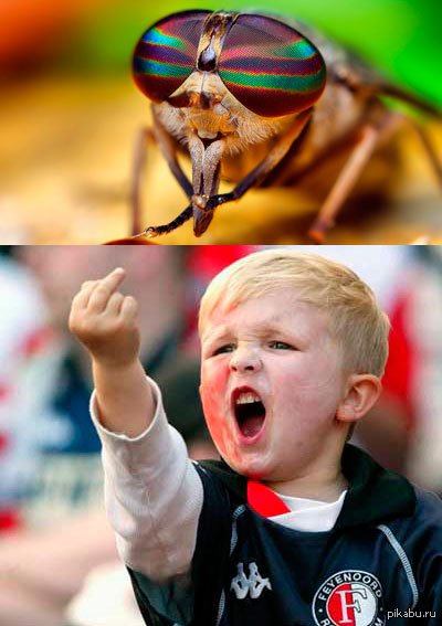 Сегодня не спал всю ночь,мухи да пошли вы на х.й!