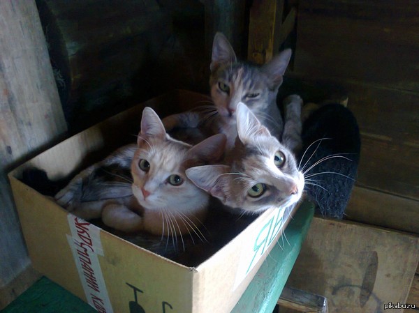 Просто котейки в коробке