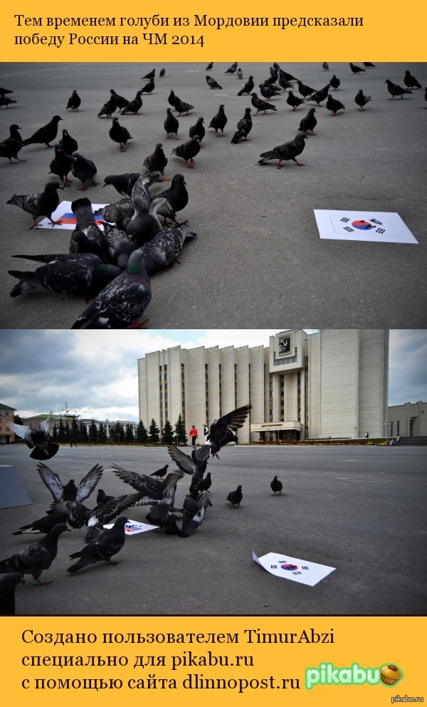 Голубиное гадание