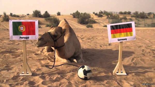 Задушили нашего предсказателя