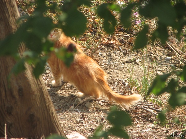 ��� �� ��� ������)