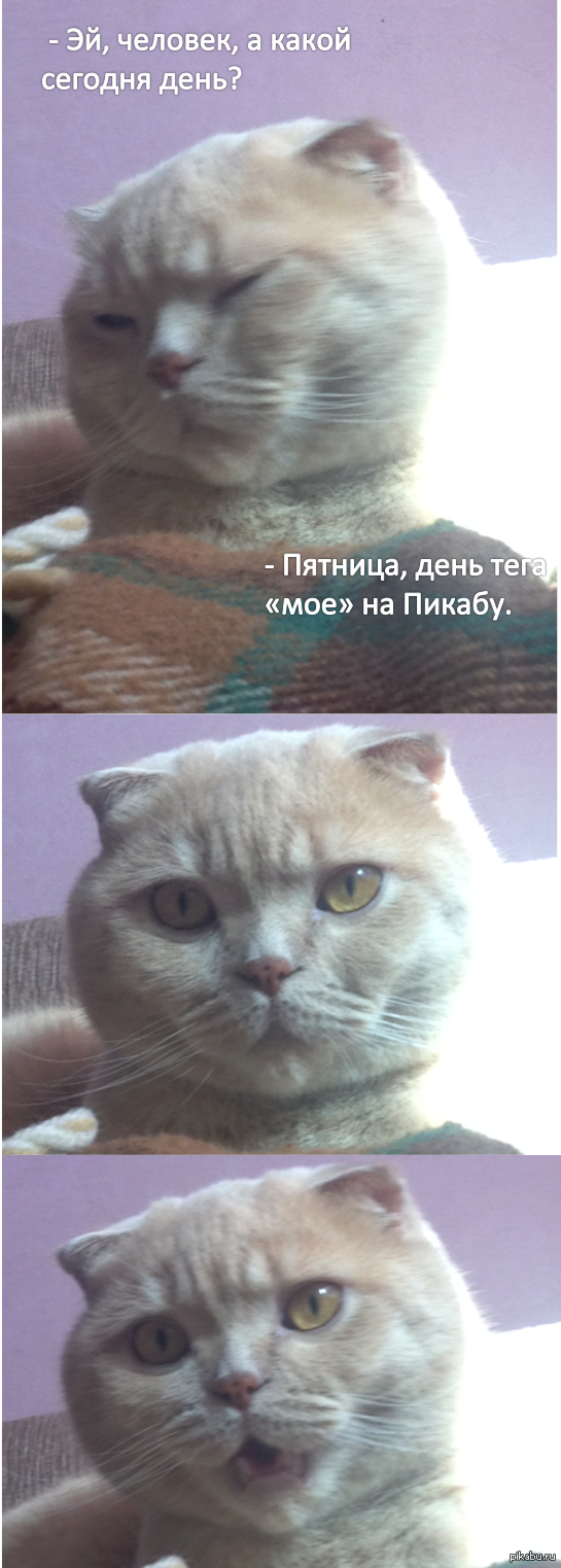 Просто кот | Пикабу