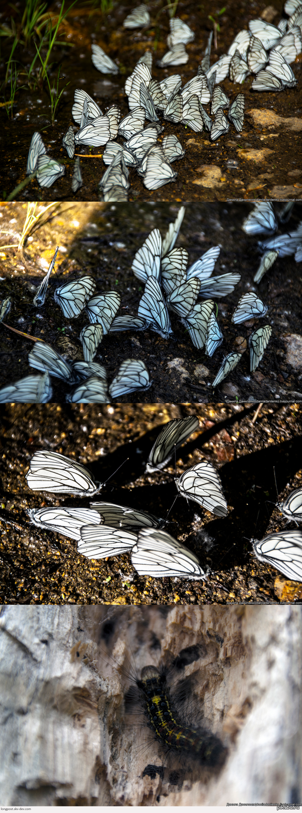 ������� � ��������.