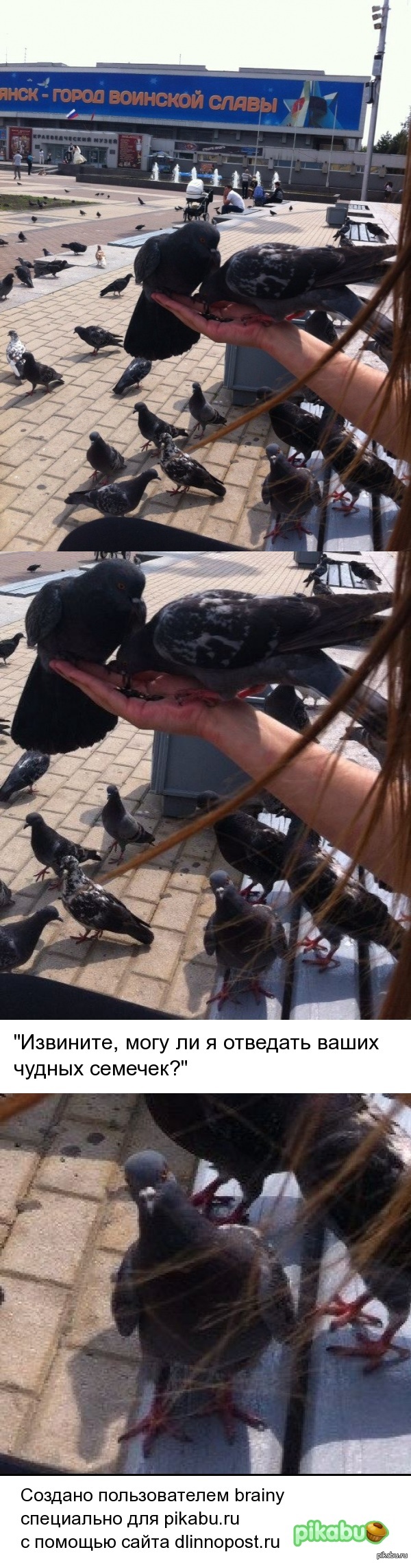 Голубь - Интеллигент