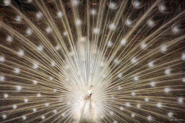 Птичка-фейерверк