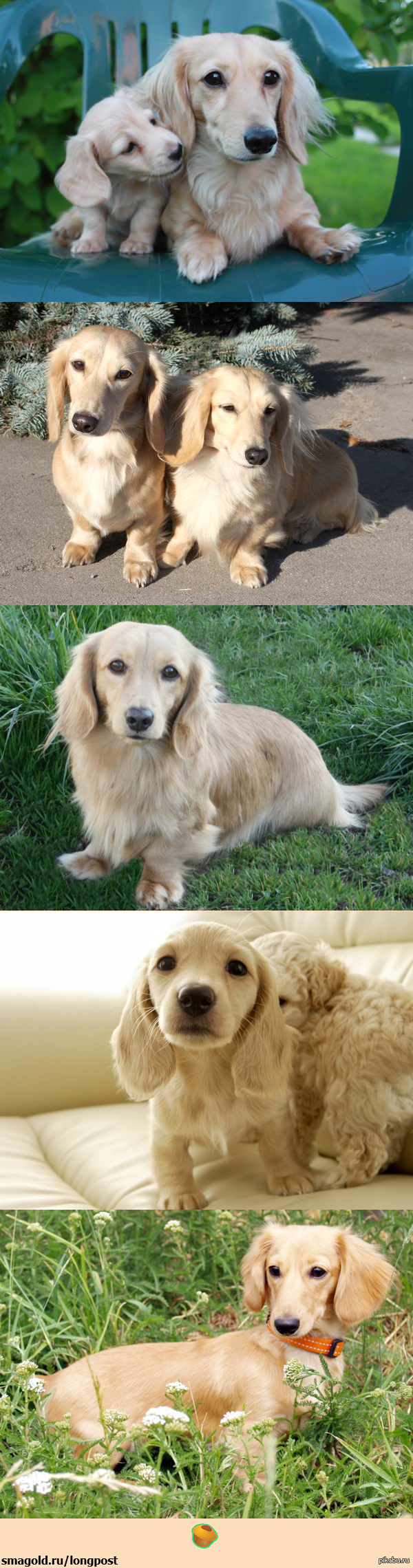 Просто самые милые и чудесные кремовые таксы