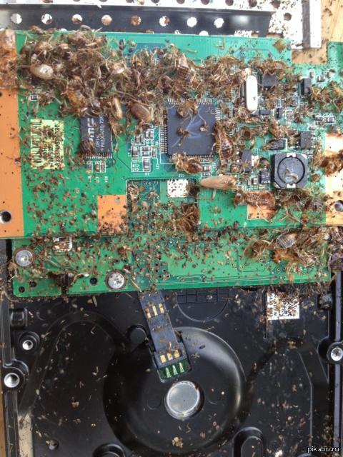 На жестком диске нашли bugs)