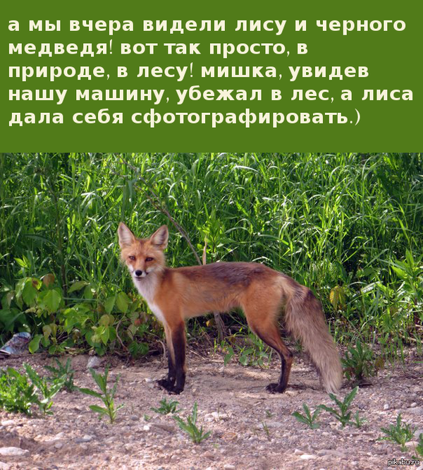 Неожиданно:)