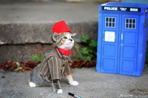 Dr. Meow - Cosplay, cat, Doctor Who