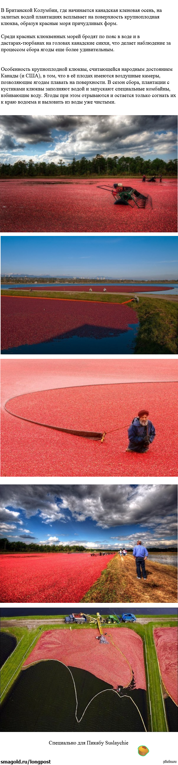 Море клюквы, Канада