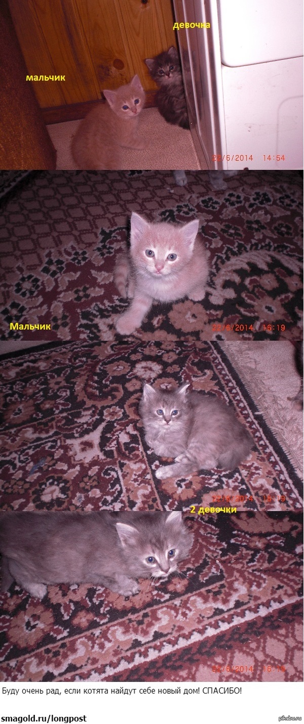    . (). 89080624276()    !