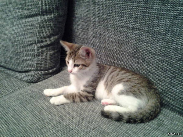 Как назвать?