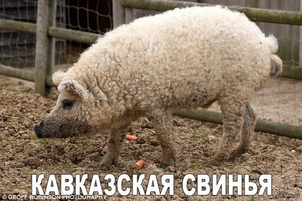 Кавказская Свинья