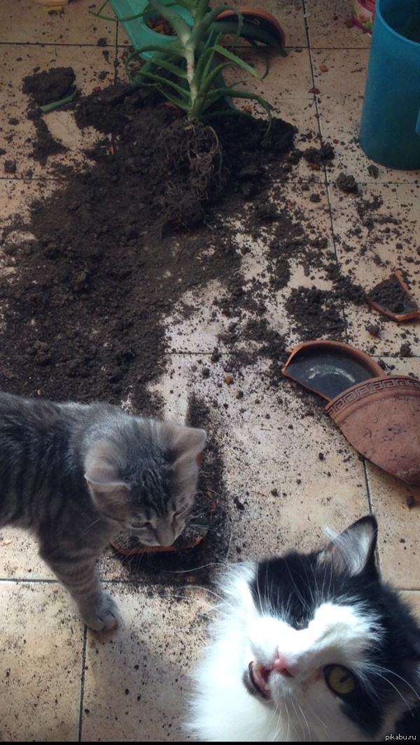 завела я нового котика,старый этим недоволен