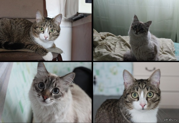 ��� ���������� :3