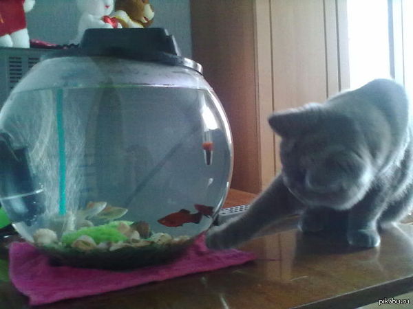 Через пару дней он понял, как открывается крышка..... | Пикабу