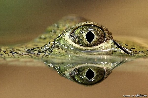 ��� � ������� ���� �� ������ �������� ������ ����.