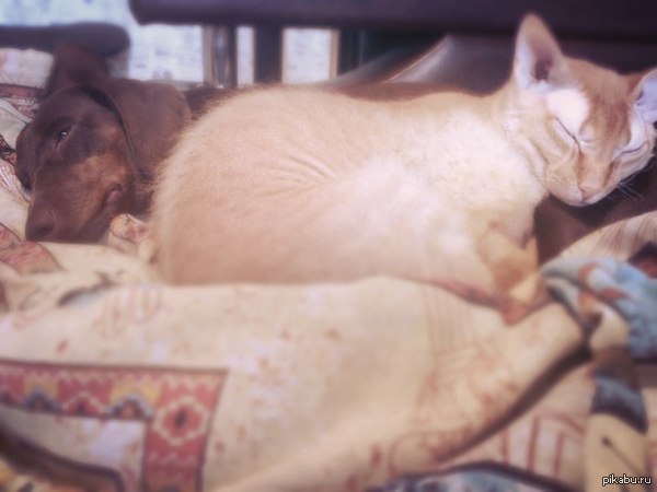 ������� ����, ������!)