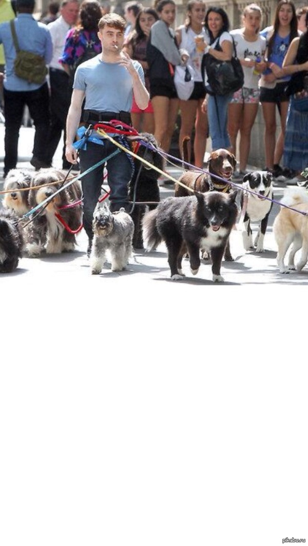 Гарри Поттер заделался в собачники