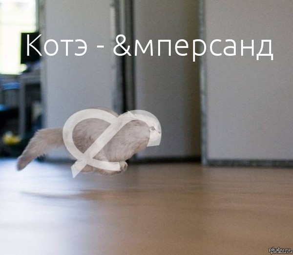 &quot; The &amp;amp; Cat &quot;