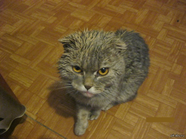 - ��� �������?         - ������ �����!