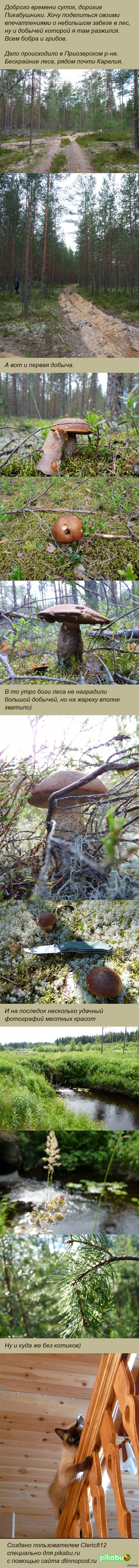 Моя прогулка в лес